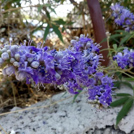 בית כפרי Dimitra's Garden