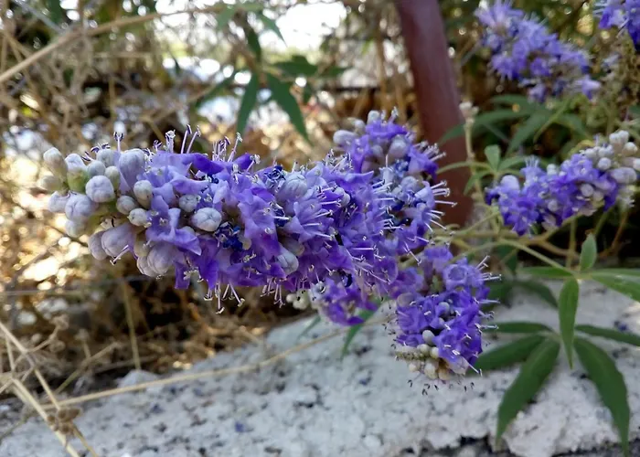 Landhaus Dimitra's Garden